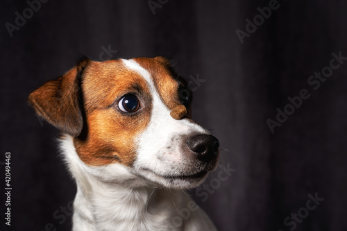 Jack Russell Terrier at studio