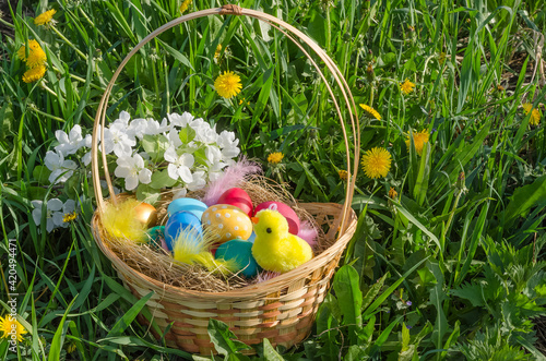 Easter card, colorful eggs in a basket with a chicken in the grass