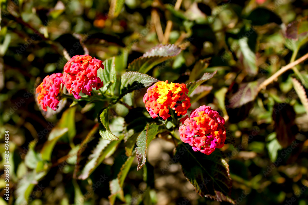Lantana Camara flowers in the garden Lantana Camara flowers in the garden