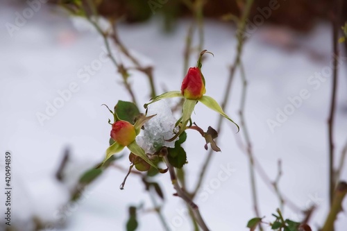 rose flower in the snow