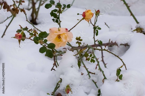 rose flower in the snow