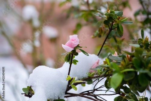 rose flower in the snow