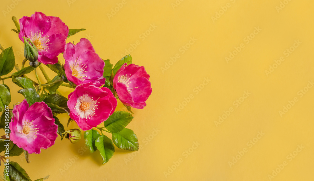 Greeting card for spring holidays, flowers of wild rose on a yellow background with copy space