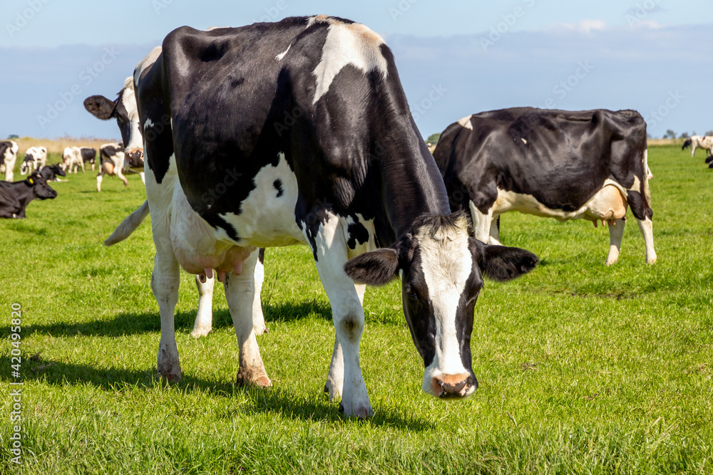 Black and white Holstein Friesian cattle cows grazing on farmland. Black and white Holstein Friesian cattle cows grazing on farmland.