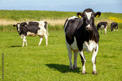 Black and white Holstein Friesian cattle cows grazing on farmland. photo