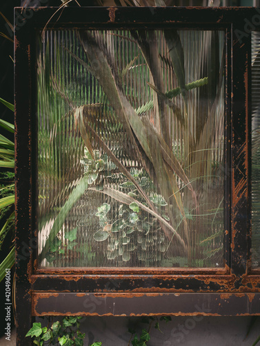 Plants and foliage viewed through a pane of glass.