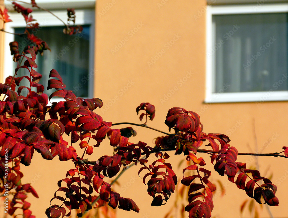 Naklejka premium decorative tree with red autumn leaves in bright sunlight. fall mood. soft blurred bokeh. fall season concept. lush foliage. apartment building stucco elevation and white windows in the background.
