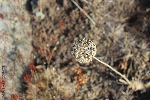 Dry Wild Flower Head with Black Seeds Close-up in Autumn Winter Season