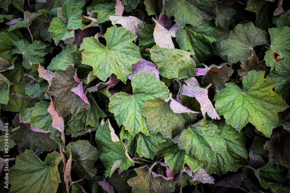 Leaves Leaves