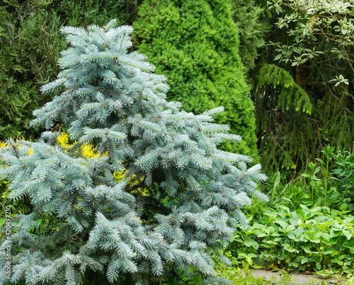 Silver blue spruce Picea pungens Hoopsii with new growth in ornamental garden. Close-up selective focus. Nature concept for spring or Christmas design photo