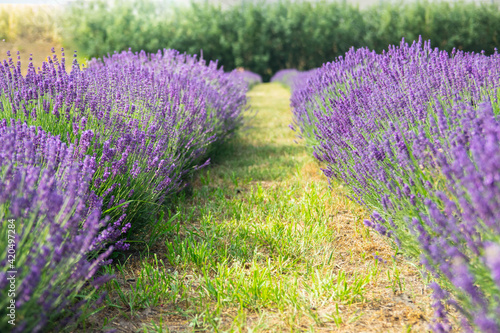 Lavender field in sunlight. Field of Lavender, officinalis. Beautiful image of lavender field.Lavender flower field, image for nat.