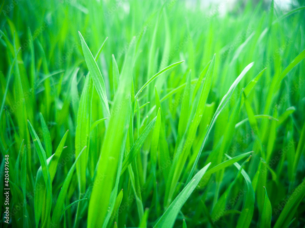 Fresh green grass background in sunny summer day Fresh green grass background in sunny summer day