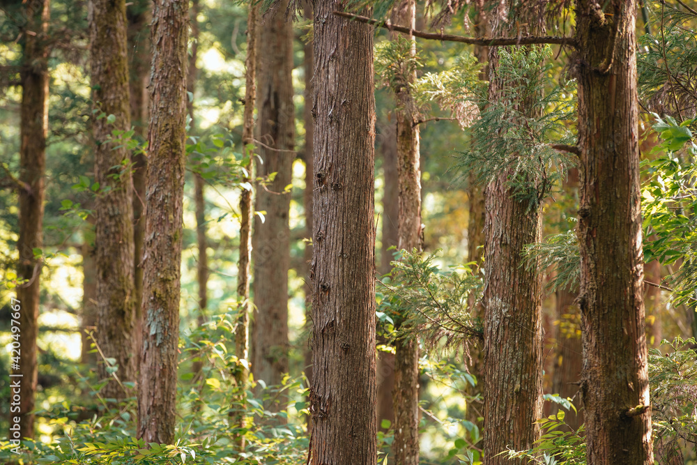 Japanese Cedars with Sun Light and Shade in the Forest Japanese Cedars with Sun Light and Shade in the Forest
