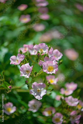 Beautiful climbing roses in spring in the garden © Irina Ukrainets