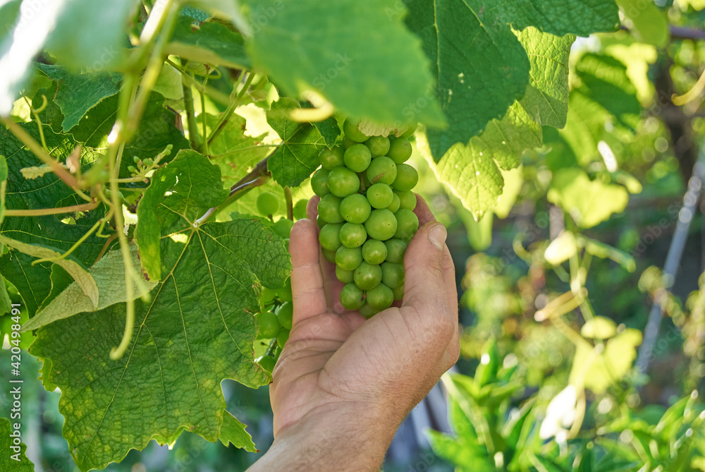 Hand touching grapes growing