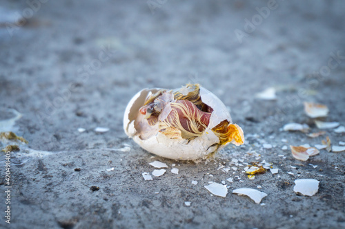 a broken pigeon egg with a dead chick on the pavement