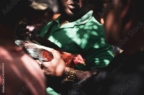 Cuba Cockfight