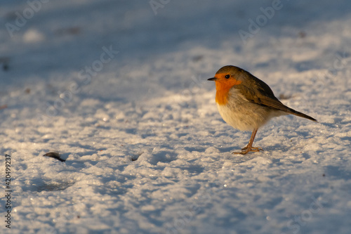 Rotkehlchen im Schnee © Hendrik