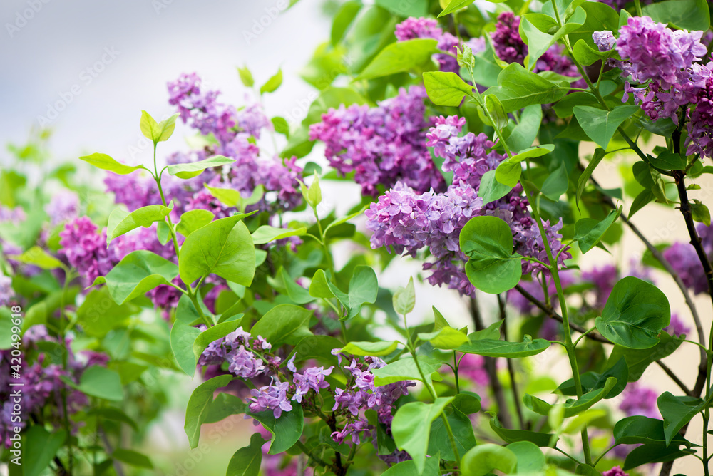 Lilac blooms. A beautiful bunch of lilac closeup. Lilac Flowering. Lilac Bush Bloom. Lilac flowers in the garden. Lilac blooms. A beautiful bunch of lilac closeup. Lilac Flowering. Lilac Bush Bloom. Lilac flowers in the garden.