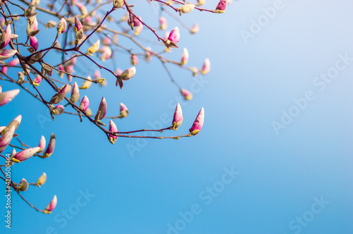 Closed buds of magnolia tree. Beautiful nature scenery in the blue sky.