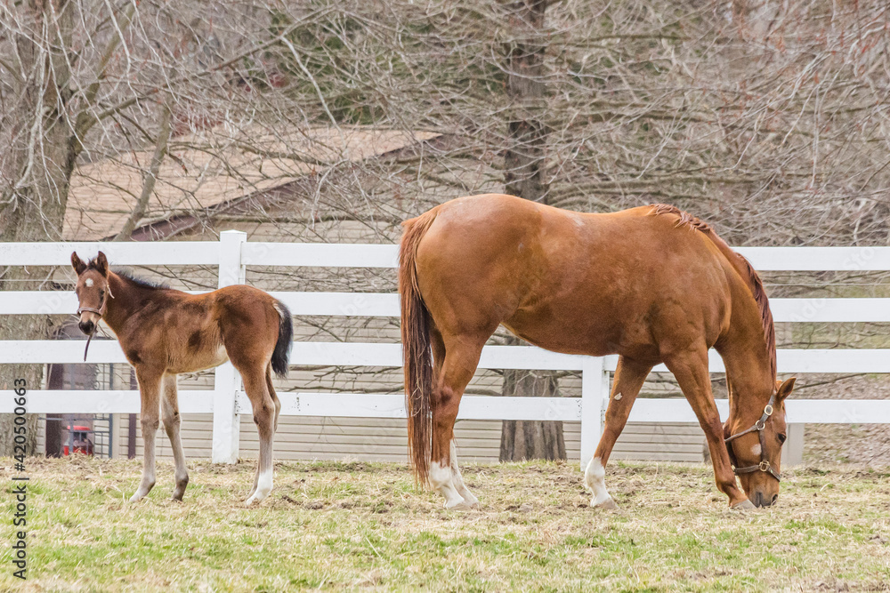 A chestnut Thoroughbred mare grazing and her young foal facing the other direction but looking at the camera with a white board fence in the background. A chestnut Thoroughbred mare grazing and her young foal facing the other direction but looking at the camera with a white board fence in the background.