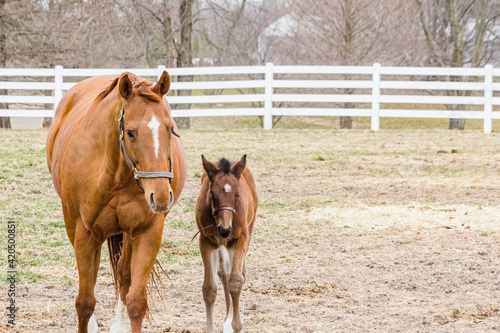 A chestnut Thoroughbred mare walking toward the camera with her young bay foal in a pasture with a white board fence.