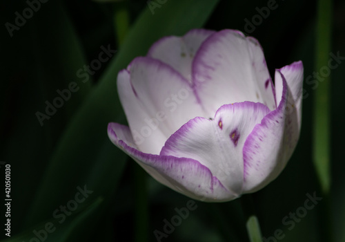 Detail of Dutch tulips in a flowery field