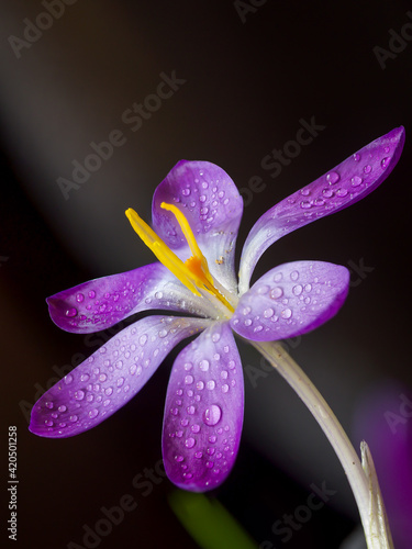Krokusblüte