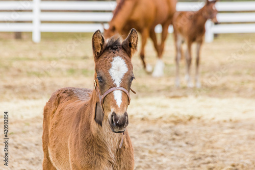 Fotografija The head of a young Thoroughbred foal close to the camera with a mare and a foal in the background in a pasture with a white board fence