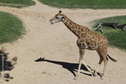 jirafa