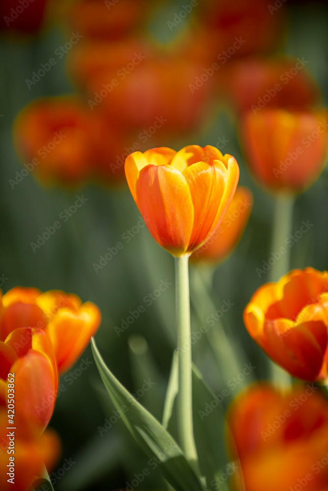 Orange tulips in dark tones close up. Fresh spring flowers in the garden with soft sunlight for vertical floral posters, wallpaper or holiday cards.. Orange tulips in dark tones close up. Fresh spring flowers in the garden with soft sunlight for vertical floral posters, wallpaper or holiday cards..