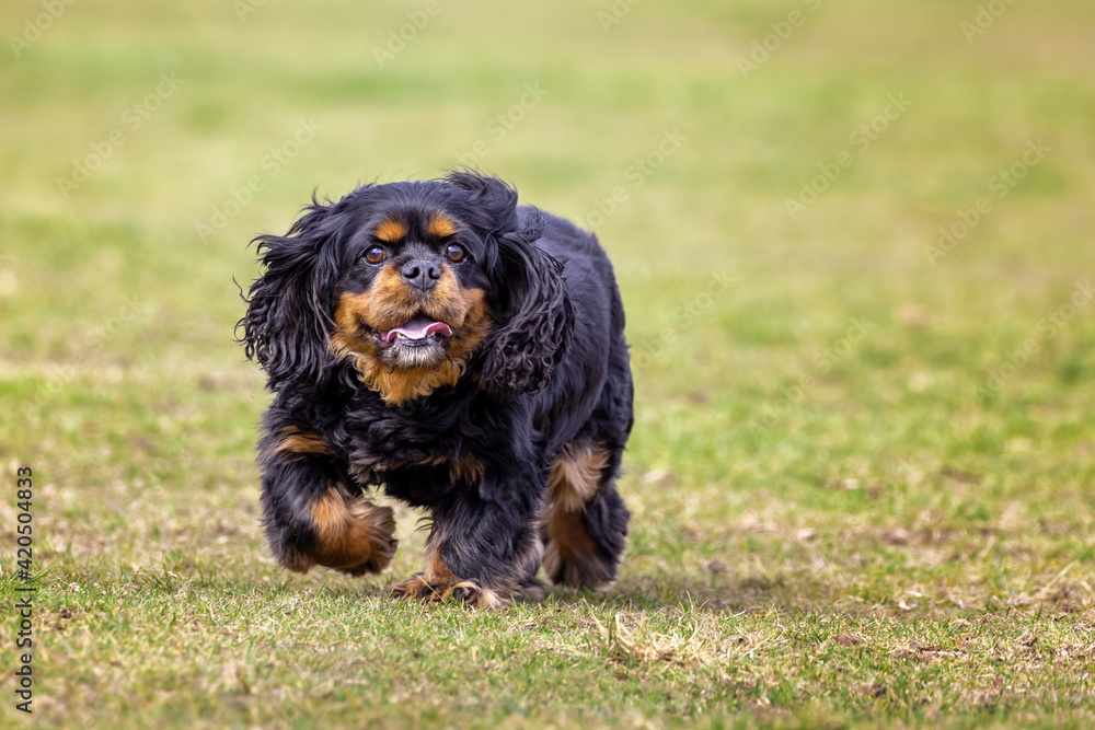 Black and tan Cavalier King Charles spaniel running in the park Black and tan Cavalier King Charles spaniel running in the park