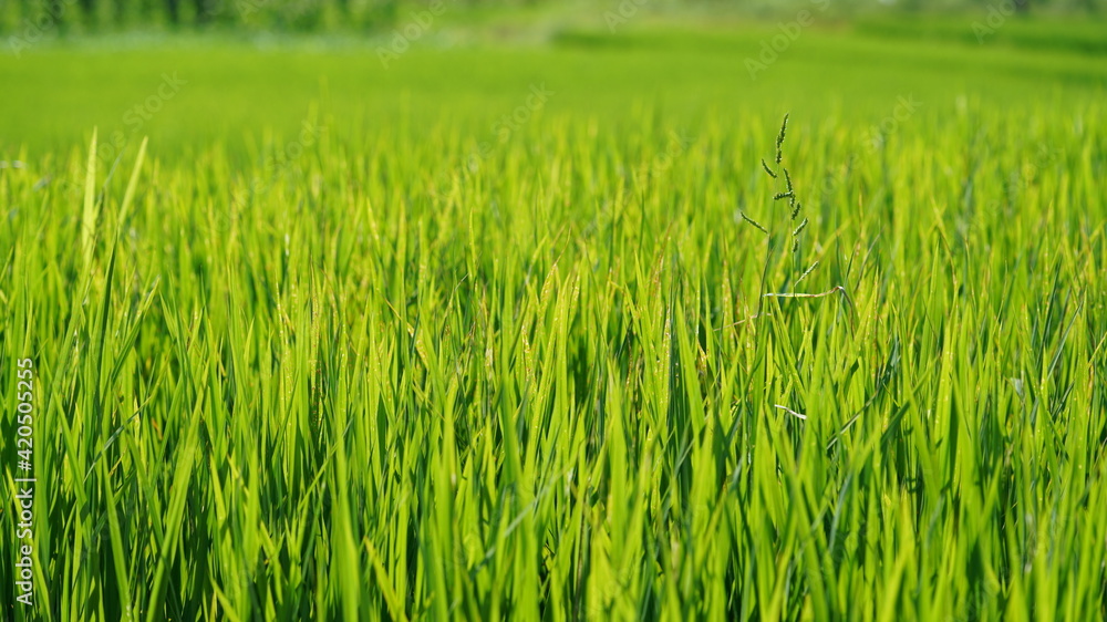 The rice field view in summer in the countryside of the China
