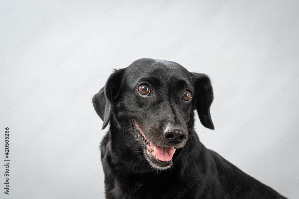 Fotografia de pet em estudio e tema de pascoa Fotografia de pet em estudio e tema de pascoa