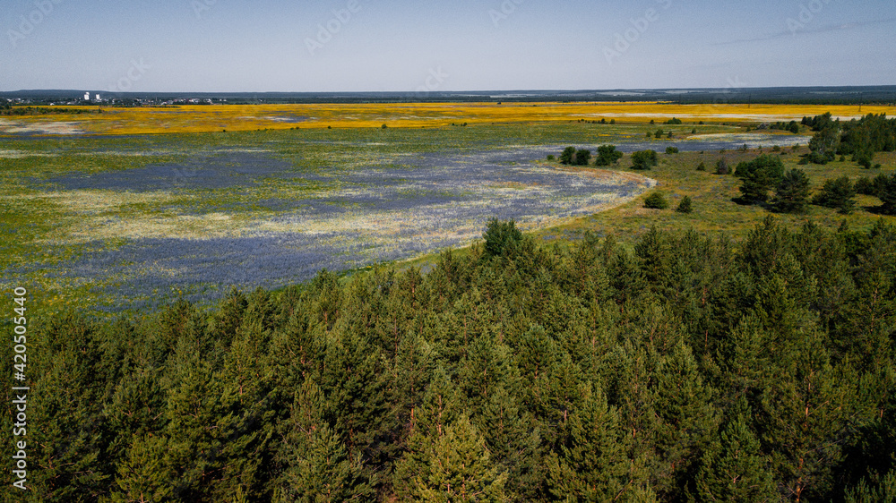 Summer landscape - field full of flowers Summer landscape - field full of flowers