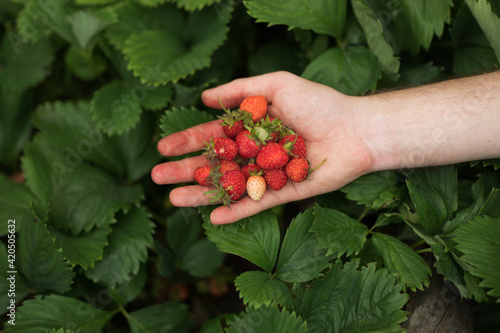 picking strawberries photo