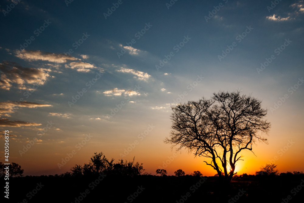 Iconic African Tree Against Dramatic Skies Iconic African Tree Against Dramatic Skies