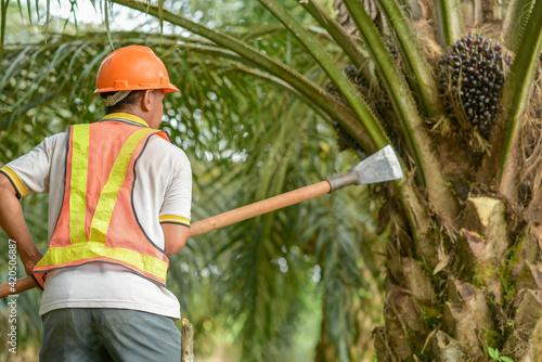 Senior traditional asian palm oil farmer pruning palm oil fronds and harvesting palm oil fruit with cutting tool