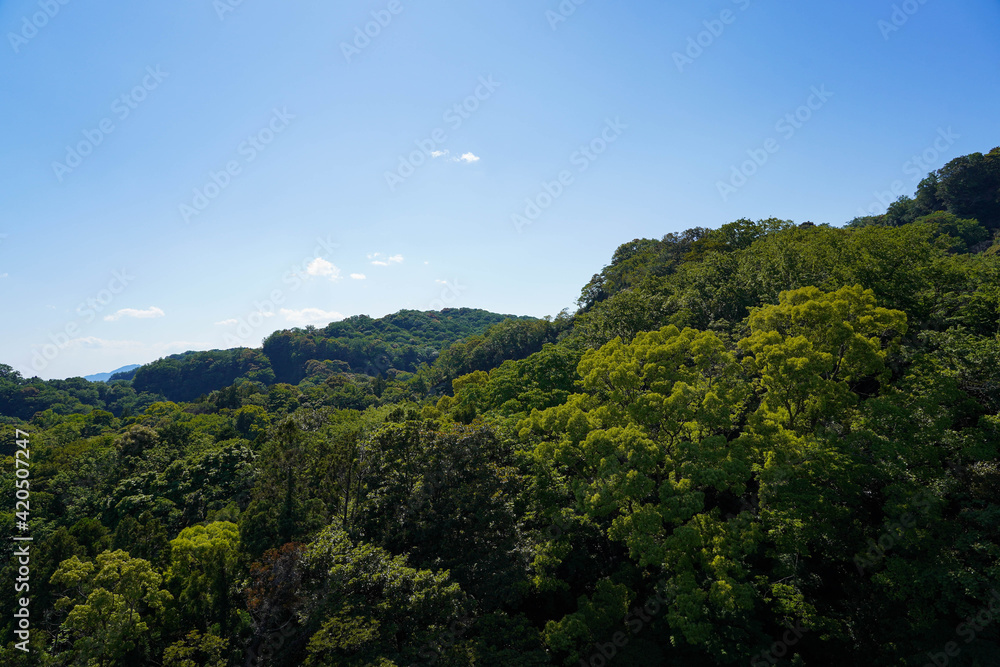 Green forest in morning time in sunny day against blue sky in Japan.