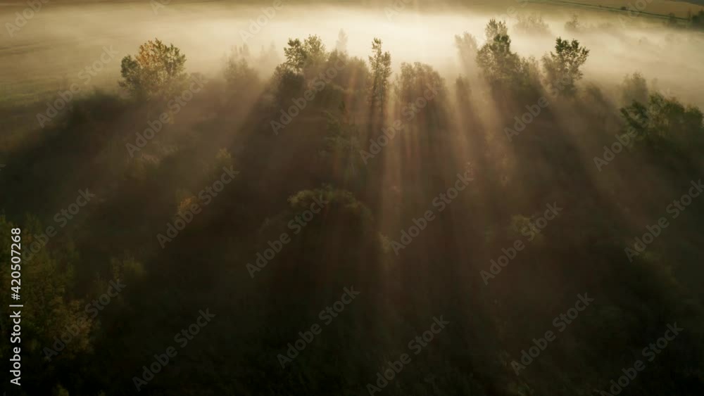 view from drone looking down on morning fog in trees with rays of golden light shining. Aerial view of gorgeous early sunlight on trees and ground below. TILT UP to horizon and blue sky.