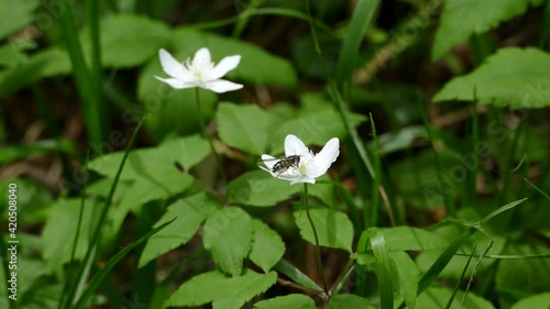 fly sucking nectar from mountainflower. photo