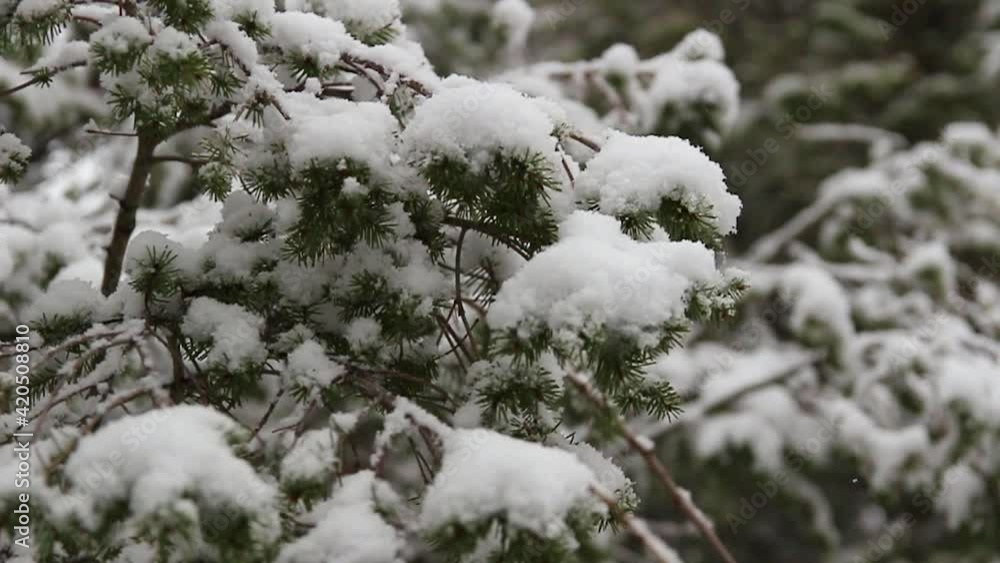 Snow Resting On Pine Trees Branches. Slow Motion, Tracking Shot Snow Resting On Pine Trees Branches. Slow Motion, Tracking Shot