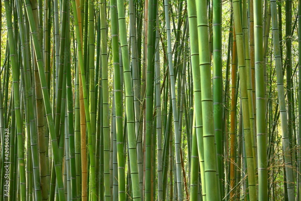 Bamboo grove background Bamboo grove background