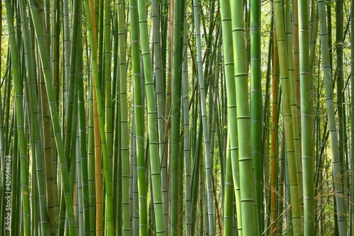 Fototapeta Naklejka Na Ścianę i Meble -  Bamboo grove background