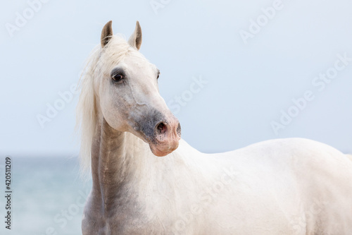 Lone white horse photo