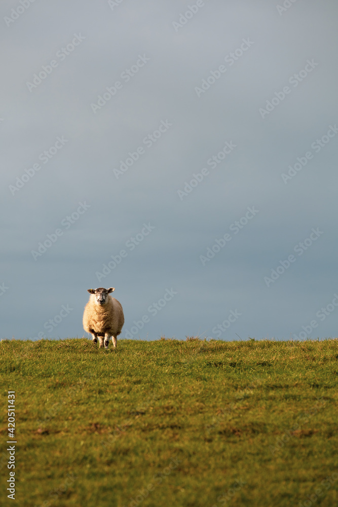 Obraz premium Sheep on a hill top field