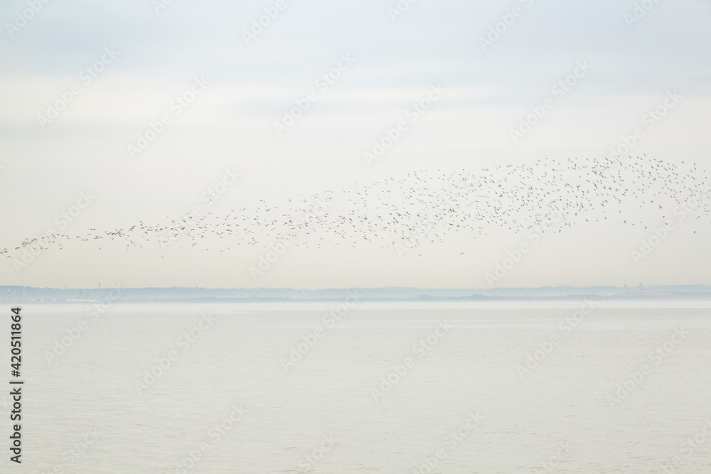 Obraz premium Nuée d'oiseaux sur la mer