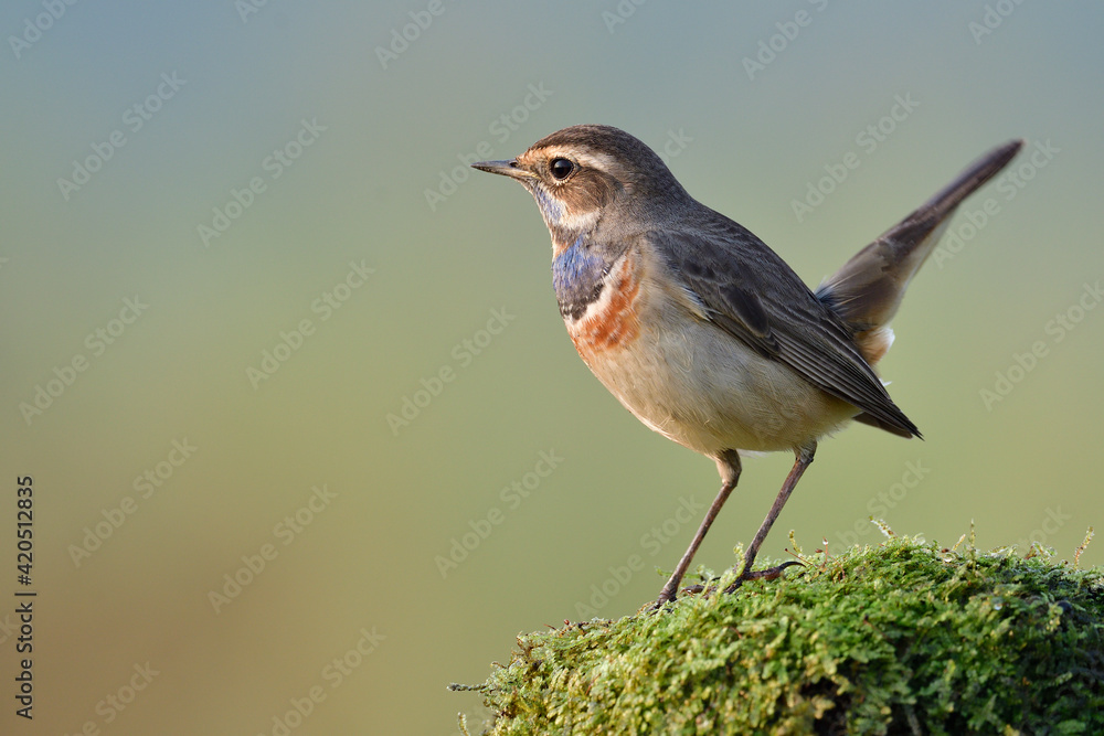 Beautiful brown bird with blue feathers as velvet marking on its chest ...