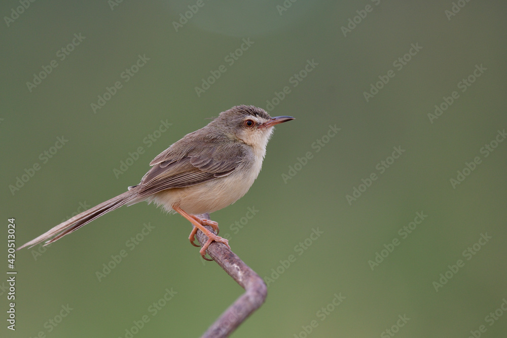 Little brown with beautiful long tail sitting on stick over find blur green background Little brown with beautiful long tail sitting on stick over find blur green background
