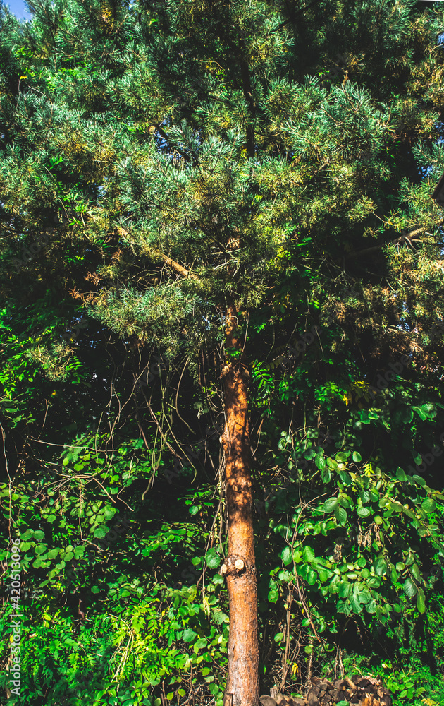 Fototapeta premium Vertical image of pine tree. Coniferous pine tree forest in Europe.